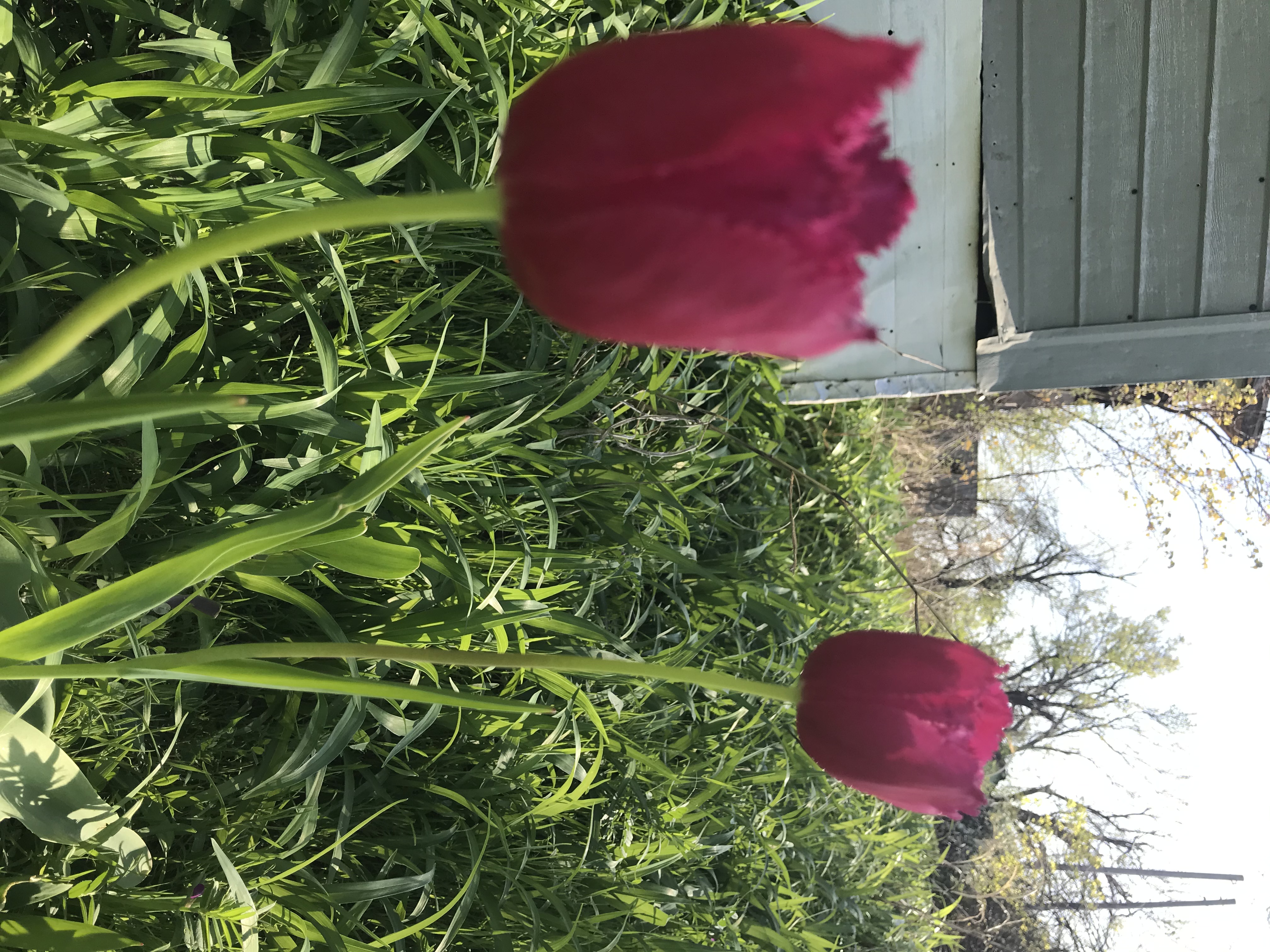 Red Flowers